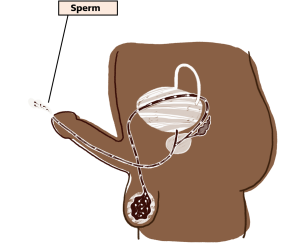 male ejaculation sperm