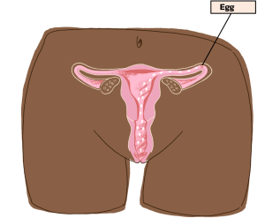 female body egg