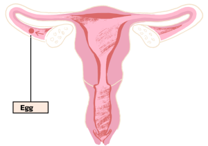 uterus egg