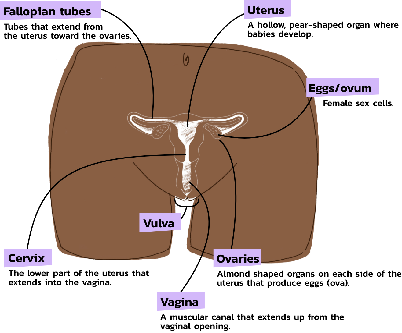 Inside Details - Female