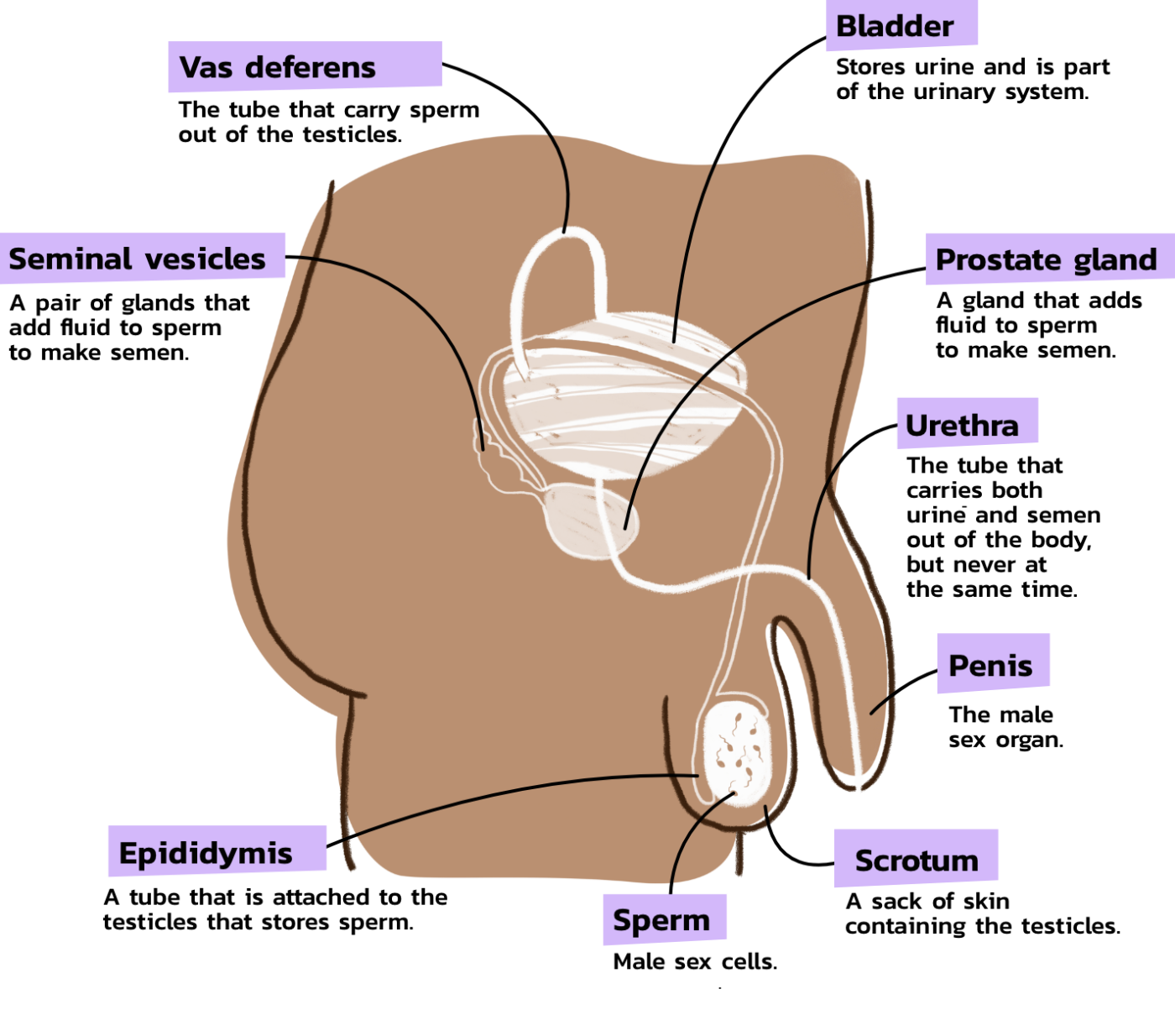 Inside Details - Male