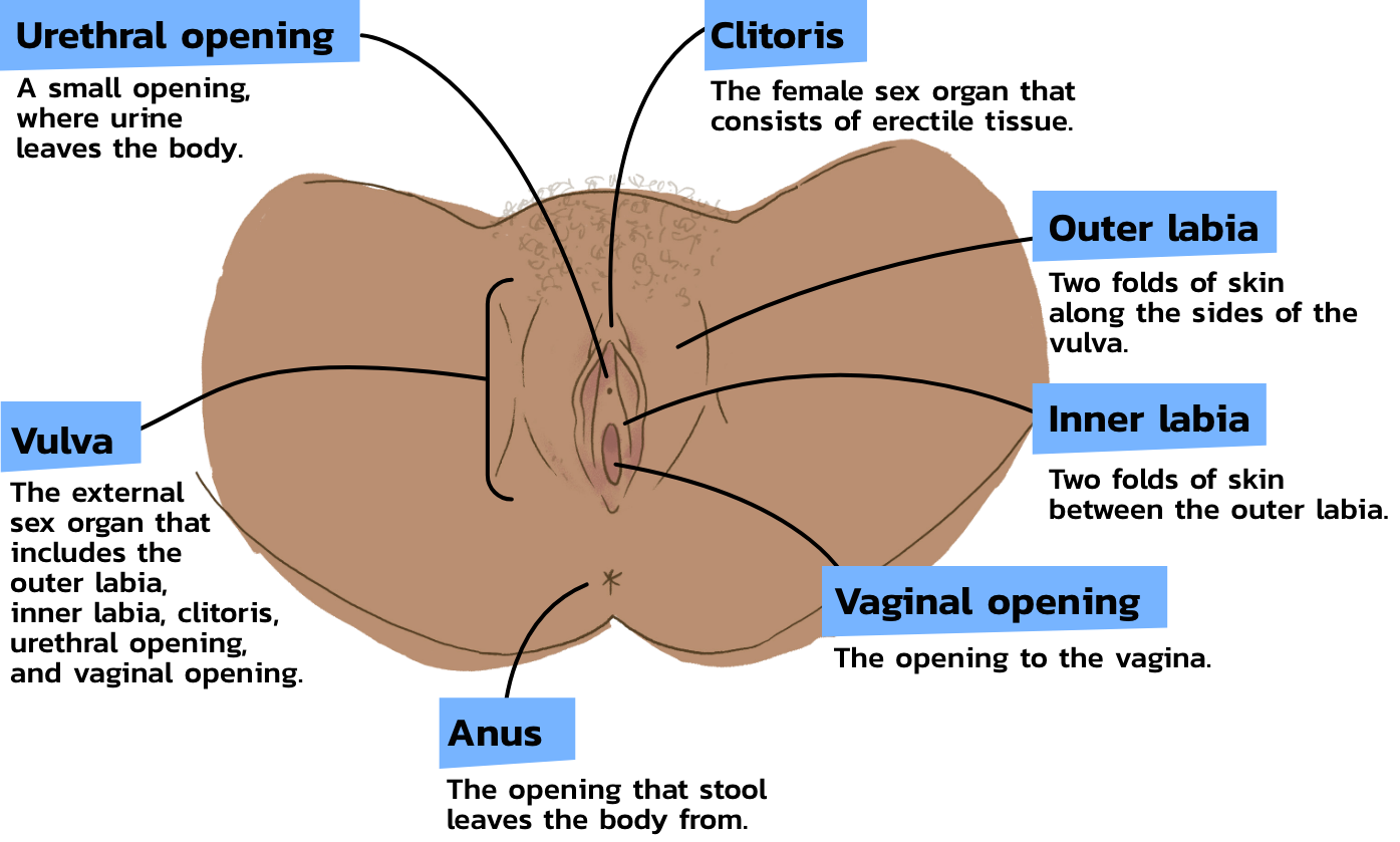 vulva outside view with labels