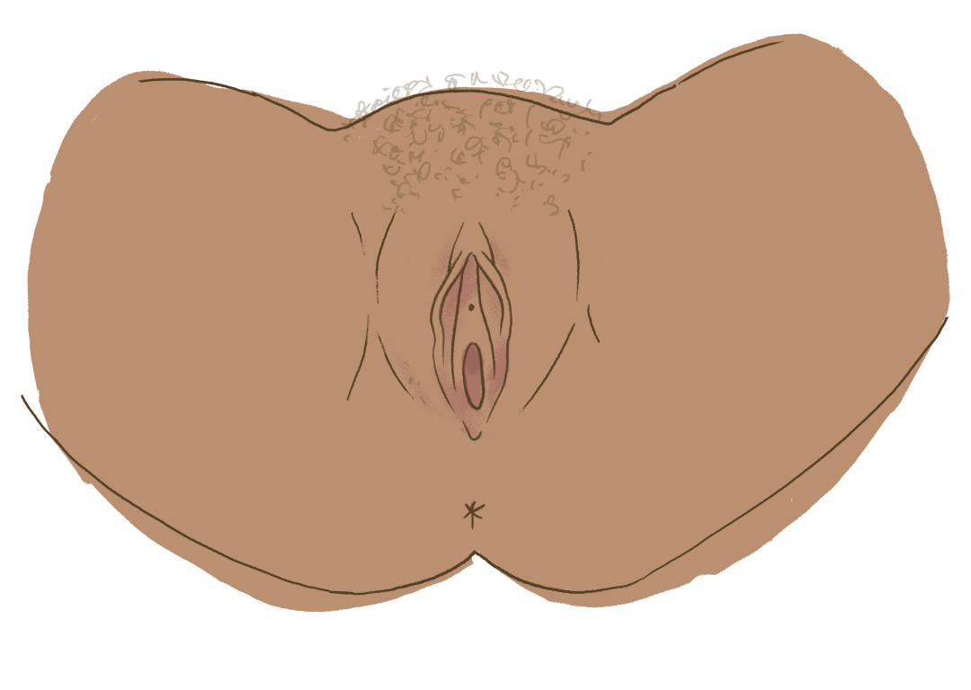 vulva