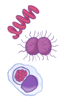 STIs - viruses