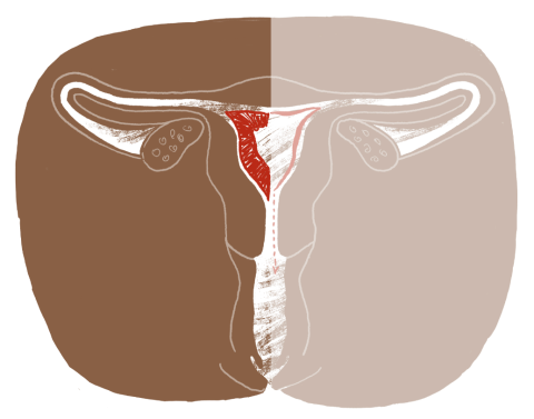 Menstrual cycle diagram